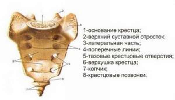 Строение крестца