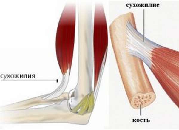Сухожилия человека картинка