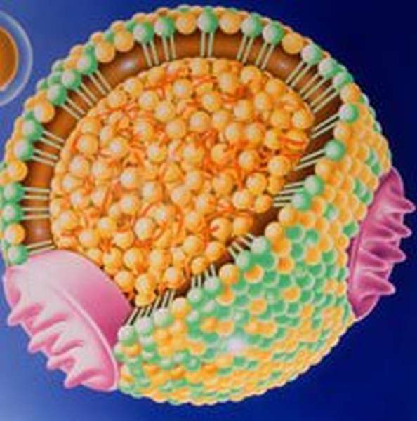 Бета липопротеины повышены. Липопротеиды это. Бета липопротеиды. Норма бета липопротеидов в крови. Липопротеид клетка.