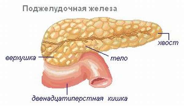 Поджелудочная железа нарисовать