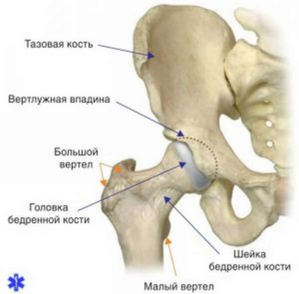 Строение тазобедренного сустава