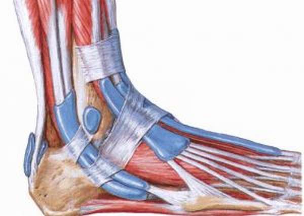 Связки голеностопного сустава картинки