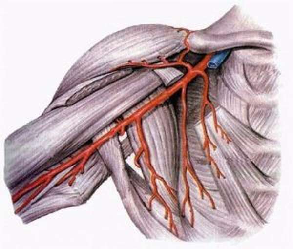 Подключичная артерия топография