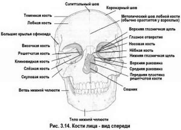 Кости лица, вид спереди