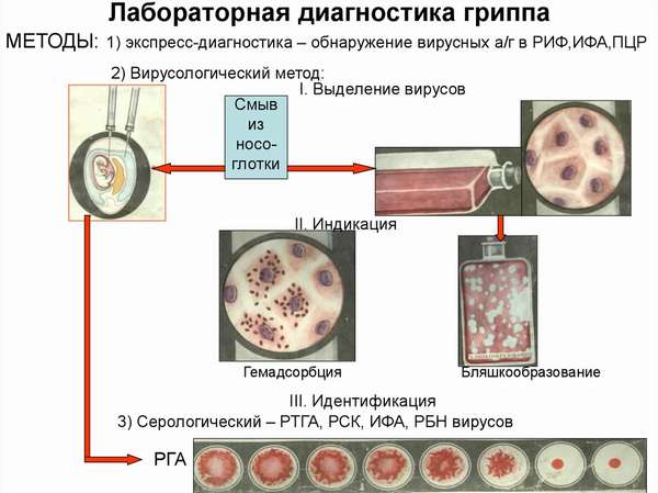 Лабораторная диагностика гриппа